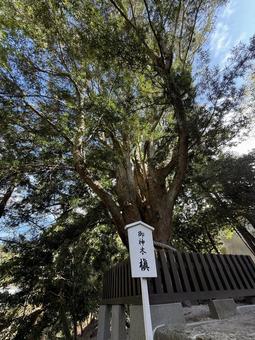 安房神社 安房神社 安房神社,千葉観光,南房総の写真素材