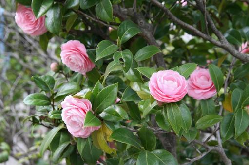 ツバキ・椿　咲く風景 ツバキ,花木,風景の写真素材