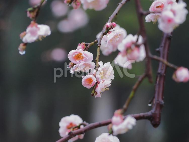 雨上がりの梅 梅,雨上がり,花の写真素材