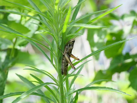 Grasshopper, JPG