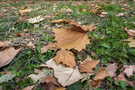 枯葉 枯葉,落ち葉,カエデの写真素材