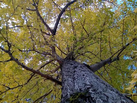 銀杏の木を見上げる 銀杏,木,葉の写真素材