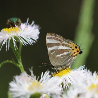 トラフシジミ トラフシジミ トラフシジミ,シジミチョウ,蝶の写真素材