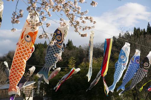 鯉のぼりと桜 鯉のぼりと桜 鯉のぼり,こいのぼり,桜の写真素材