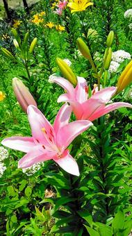 鮮やかな百合の花 鮮やかな百合の花 百合,花,可睡斎の写真素材