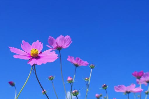 秋桜と青空 秋桜と青空の写真