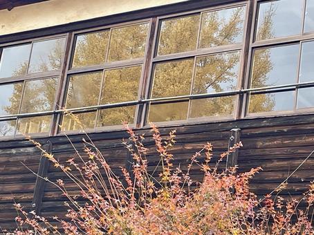 木造校舎のガラス窓に写り込んだ大銀杏 木造校舎,廃校,木造の写真素材