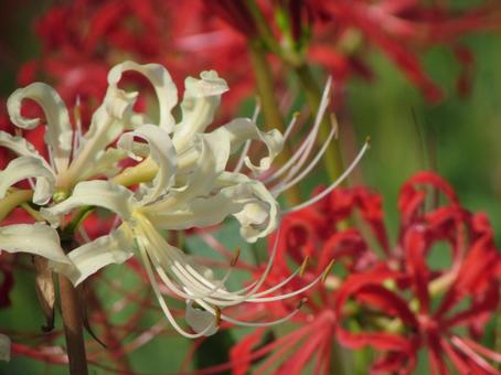 白いヒガンバナa 白いヒガンバナa ヒガンバナ,曼珠沙華,白い花の写真素材