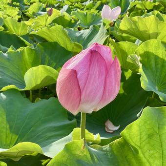 花★蓮(ハス)の花 ピンク 花★蓮(ハス)の花 ピンクの写真