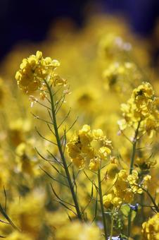 菜の花 風景,春,背景の写真素材