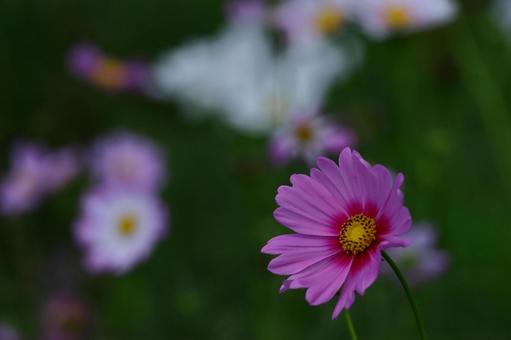 秋風に揺れて咲く コスモス,秋桜,花の写真素材