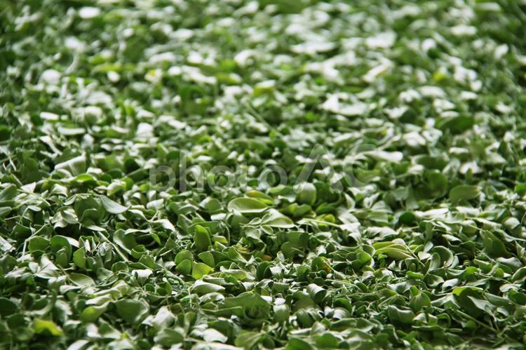 ブラジルで生産されている乾燥モリンガ モリンガ,乾燥モリンガ,乾燥の写真素材