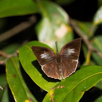 ウラギンシジミ ウラギンシジミ,蝶,チョウチョの写真素材