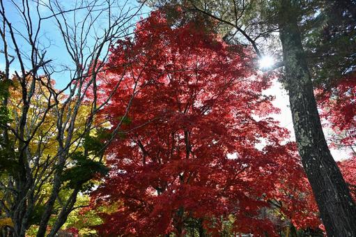 長野県の蓼科湖畔にある真っ赤に染まった木 長野県,湖,湖畔の写真素材