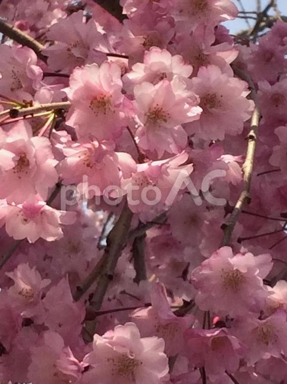 枝垂れ桜、紅色 桜,さくら,サクラの写真素材