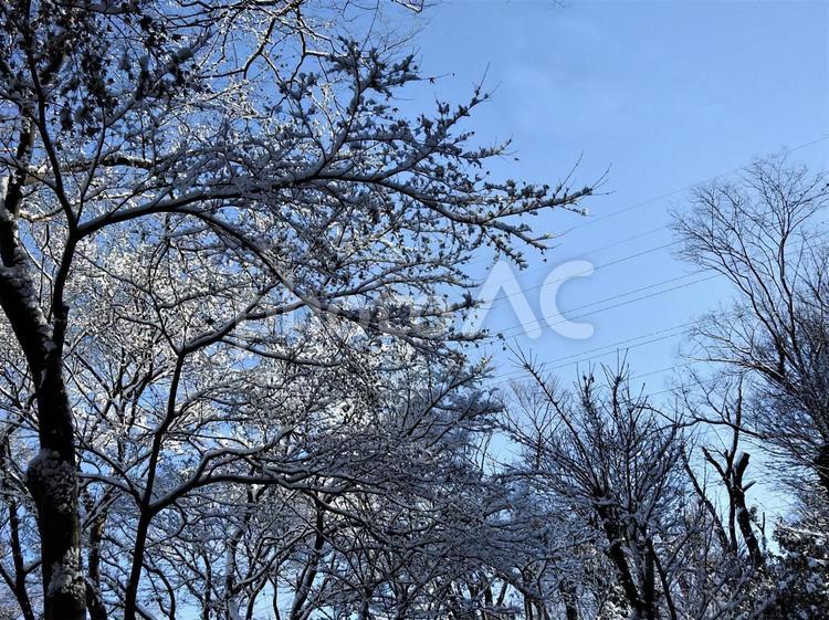 雪化粧、これ位が良いのですが スノー,樹木,冬の写真素材