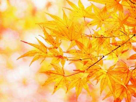 紅葉 紅葉の写真
