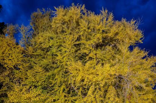 北金ヶ沢の大イチョウ 北金ヶ沢の大イチョウ,ビックイエロー,銀杏の写真素材