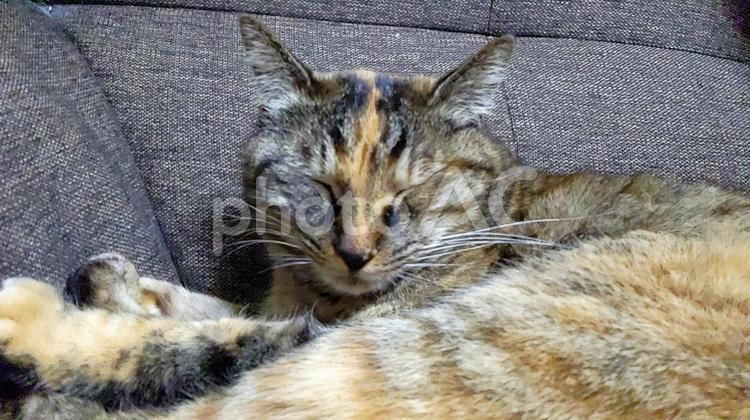 お目めが開かないのにゃ編 ねこ,ネコ,猫の写真素材