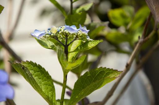 紫陽花 あじさい,アジサイ,紫陽花の写真素材