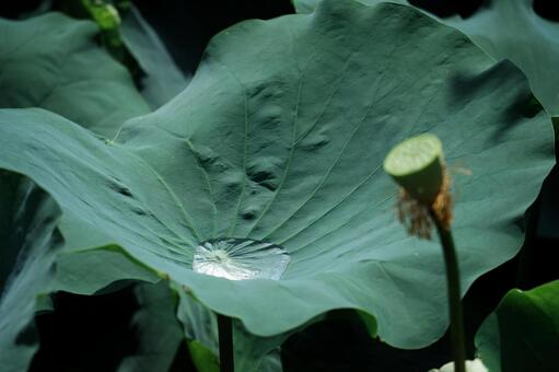 静寂を映す一滴 蓮,蓮の葉,ロータスの写真素材