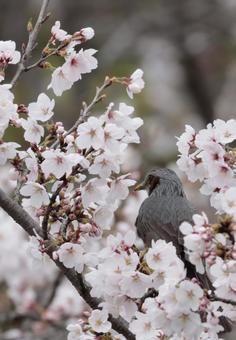 桜とヒヨドリ 桜とヒヨドリ 桜,ヒヨドリ,鳥の写真素材