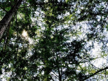 強い日差しから逃れて 林,木立,日陰の写真素材