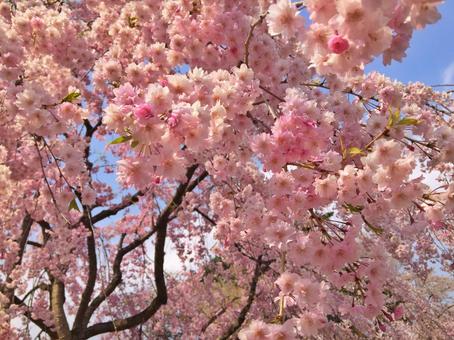 桜の木 桜の木の写真