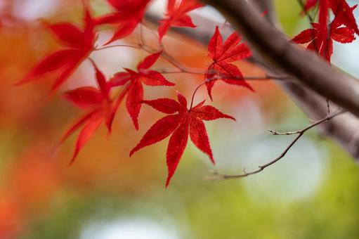 紅葉 紅葉の写真