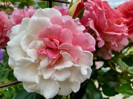 A rare white rose with some pink petals, JPG A rare white rose with some pink petals, JPG