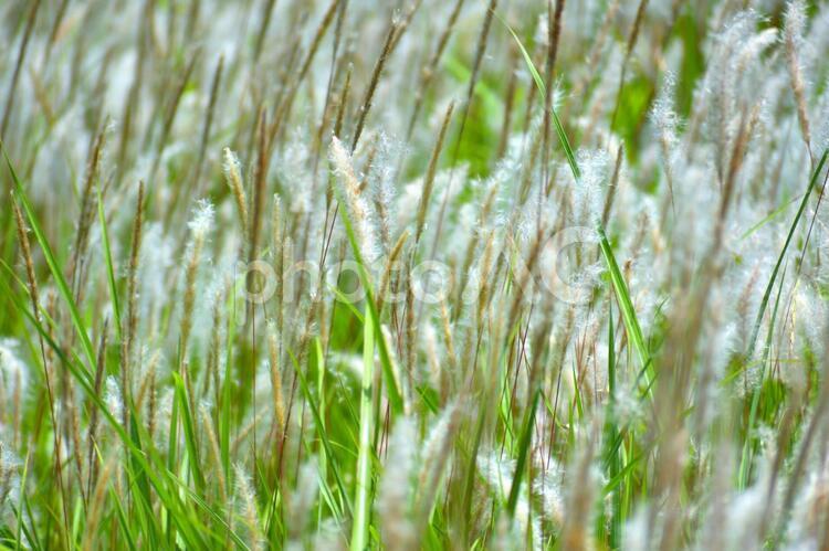 チガヤ　白い綿毛　植物 チガヤ,白い綿毛,花穂の写真素材