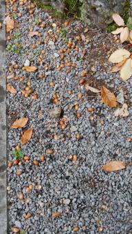 どんぐりの写真