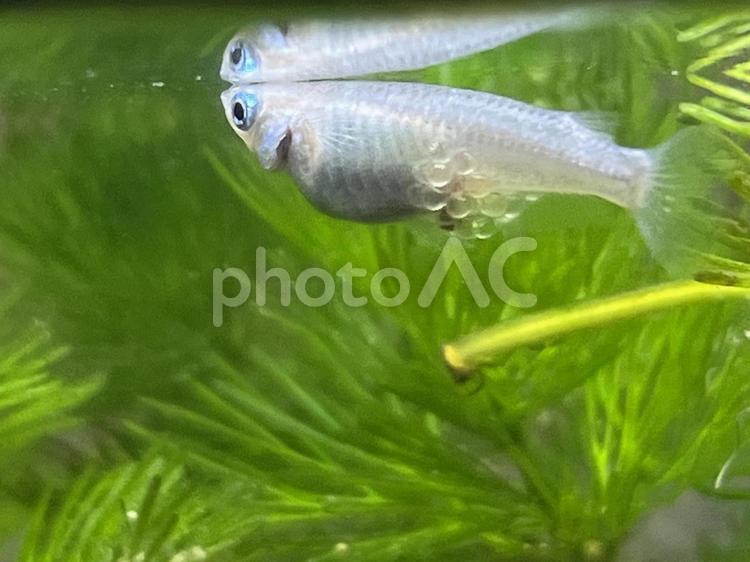 メダカの産卵 めだか,メダカ,産卵の写真素材