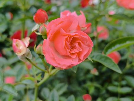 赤い薔薇 赤い薔薇の写真