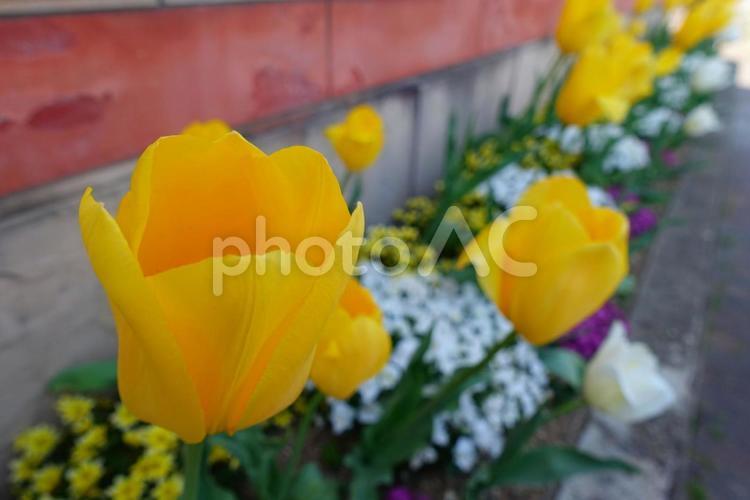 チューリップ チューリップ,花壇,花の写真素材
