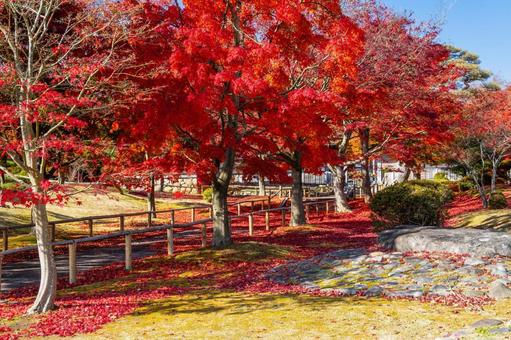秋の香林寺⒃ 寺,香林寺,紅葉の写真素材