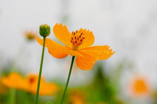 Yellow Cosmos (22), JPG