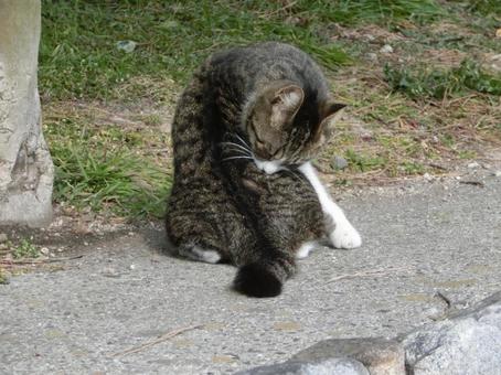 猫 猫の写真