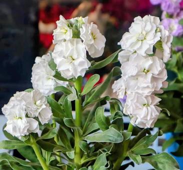 大正時代にやって来た ストック,花,flowerの写真素材