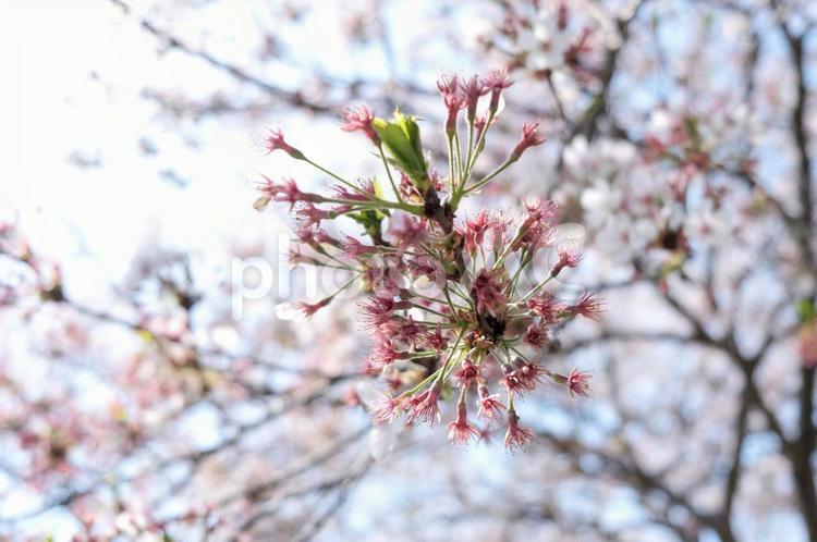 散った後の桜の花 桜,木,散った後の写真素材