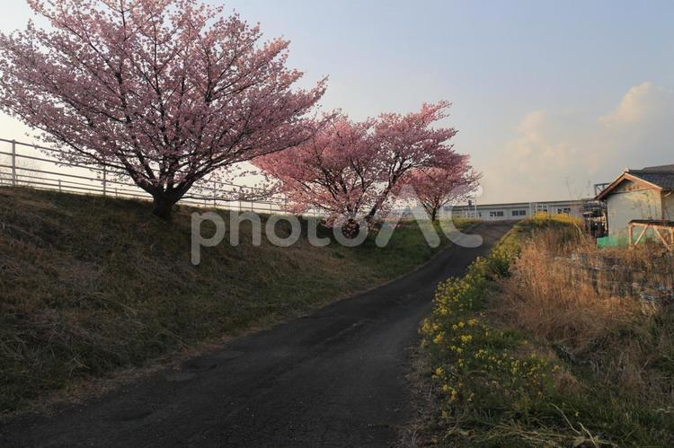 一日の終わり　静寂の河津桜 河津桜,桜,さくらの写真素材
