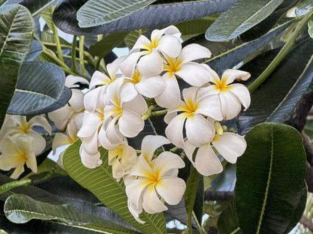 プルメリア プルメリア ハワイ,花,白いの写真素材