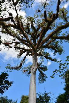 ティカル遺跡のセイバの木 セイバの木,セイバ,生命の木の写真素材