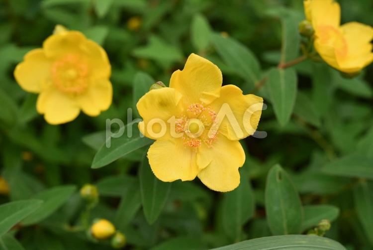 花壇の黄色い花 黄色い花,黄色,クローズアップの写真素材