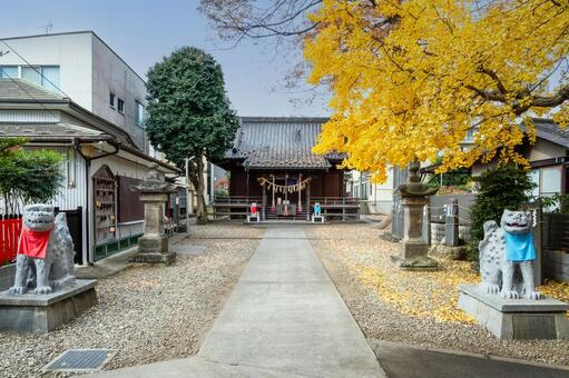 宮城野八幡神社と乳イチョウ⑶ 神社,宮城野八幡神社,神社仏閣の写真素材
