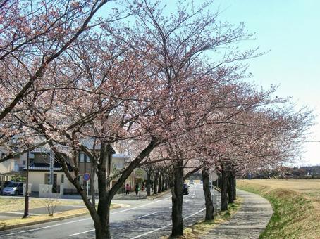 桜の並木道-13 桜,木,幹の写真素材