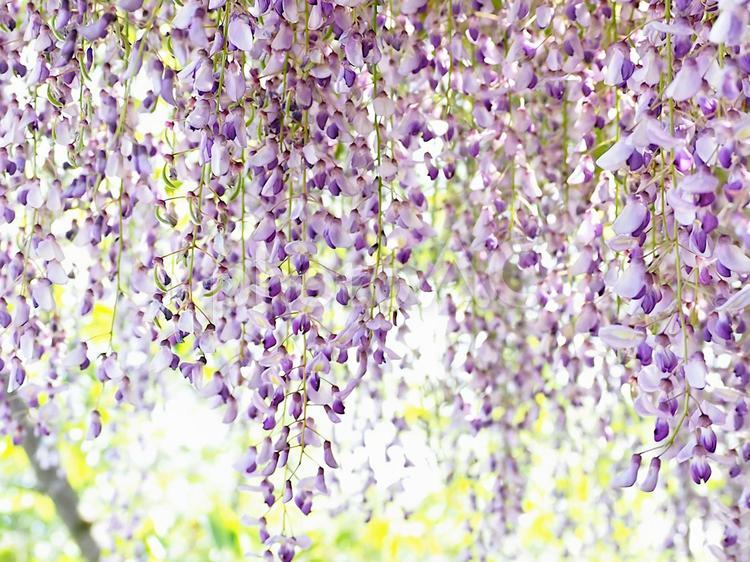 木漏れ日に輝く藤のカーテン 藤,藤の花,花の写真素材