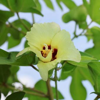綿1(花) 綿1(花) 綿,花,黄色の写真素材