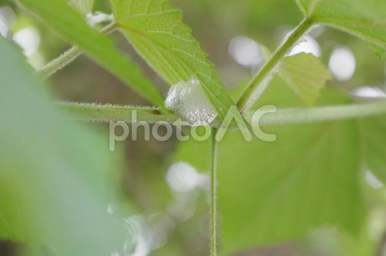 森に宿る小さな光のたまご(蛍) 蛍,たまご,卵の写真素材