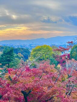 紅葉と夕日 紅葉,京都,夕焼けの写真素材